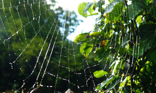 A spider's web